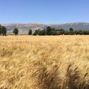 HAY & STRAW PRODUCTION